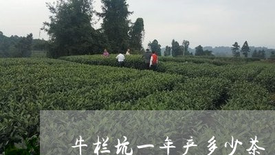 牛栏坑一年产多少茶/2023041623725