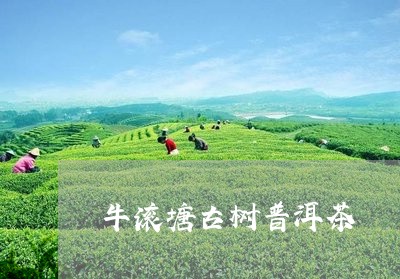 牛滚塘古树普洱茶/2023031861727