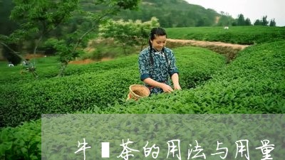 牛蒡茶的用法与用量/2023041688503