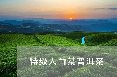 特级大白菜普洱茶/2023040194274