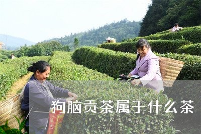 狗脑贡茶属于什么茶/2023041653725