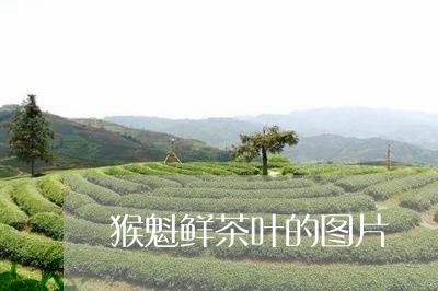 猴魁鲜茶叶的图片/2023032544151