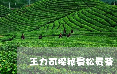 王力可探秘曼松贡茶/2023031952693