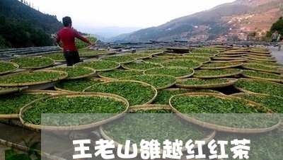 王老山雒越红红茶/2023031978492