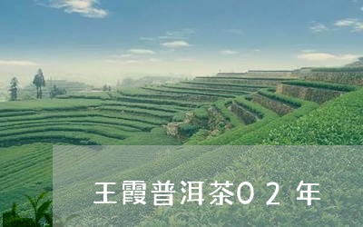 王霞普洱茶02年/2023031676059