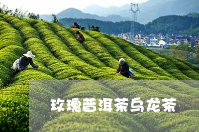 玫瑰普洱茶乌龙茶/2023031673827