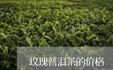 玫瑰普洱茶的价格/2023031616381