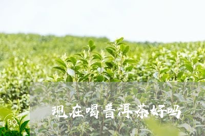 现在喝普洱茶好吗/2023041320271