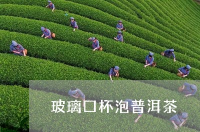 玻璃口杯泡普洱茶/2023040981625