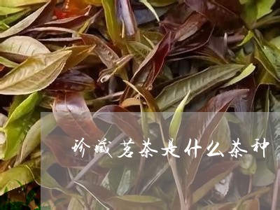 珍藏茗茶是什么茶种/2023041557289