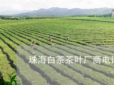 珠海白茶茶叶厂商电话多少/2023040929461