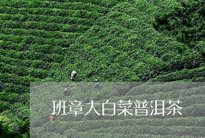 班章大白菜普洱茶/2023033195351