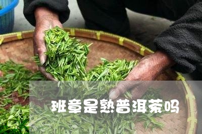 班章是熟普洱茶吗/2023033198392