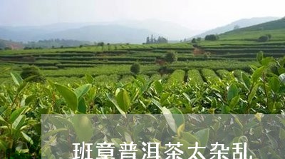 班章普洱茶太杂乱/2023031643815