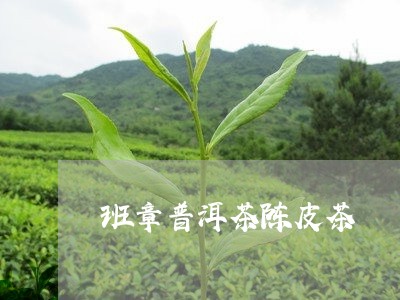 班章普洱茶陈皮茶/2023041150584