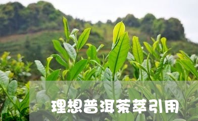 理想普洱茶萃引用/2023041132615