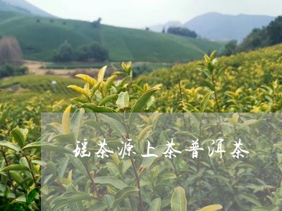 瑶茶源上茶普洱茶/2023031557272