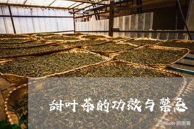 甜叶茶的功效与禁忌/2023041652615