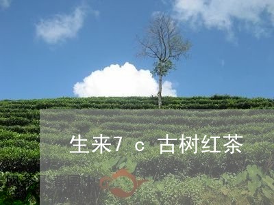 生来7c古树红茶/2023032474169