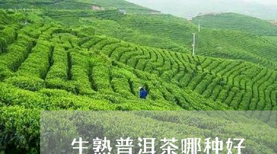 生熟普洱茶哪种好/2023041376272