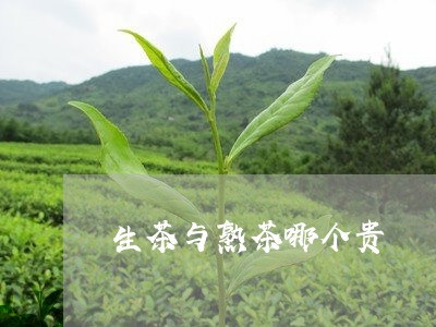 生茶与熟茶哪个贵/2023041321927