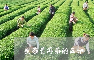 生茶普洱茶的区分/2023041181738