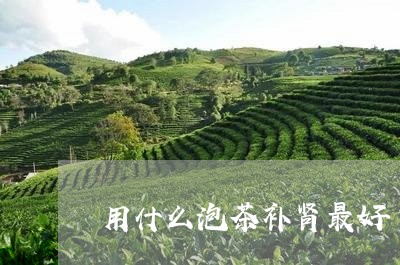 用什么泡茶补肾最好/2023041639503