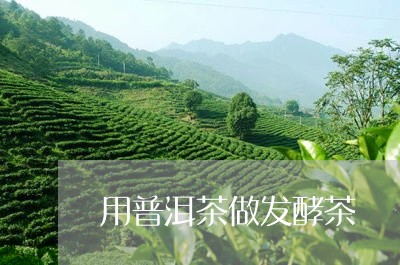 用普洱茶做发酵茶/2023041184748