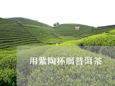 用紫陶杯喝普洱茶/2023033130638