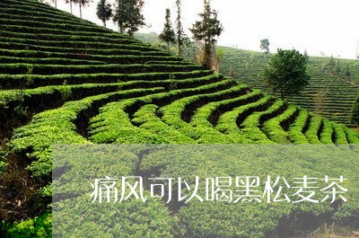 痛风可以喝黑松麦茶/2023041435059