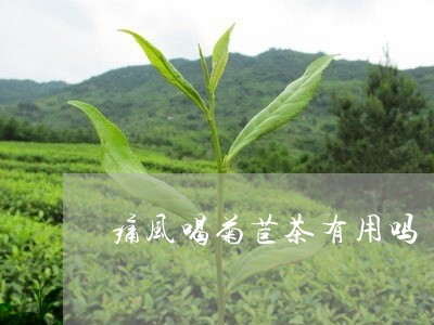 痛风喝菊苣茶有用吗/2023031995471