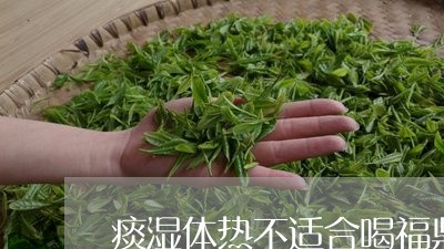 痰湿体热不适合喝福鼎白茶/2023041253159