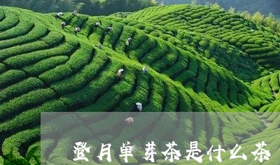 登月单芽茶是什么茶/2023031995249