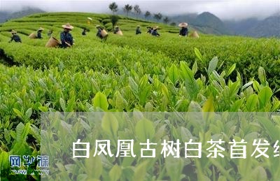 白凤凰古树白茶首发纪念饼/2023041249469