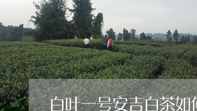 白叶一号安吉白茶如何管理/2023040940515