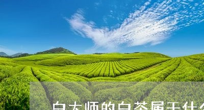 白大师的白茶属于什么档次/2023041296591