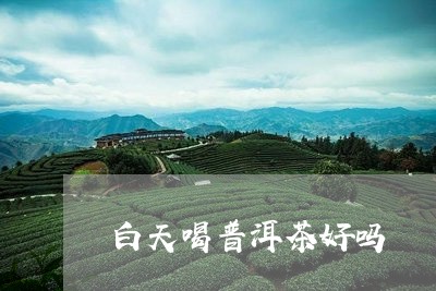 白天喝普洱茶好吗/2023041073060