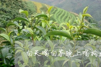 白天喝白茶晚上喝枸杞菊花/2023041203818