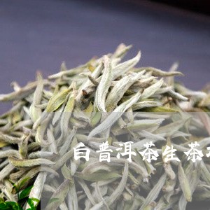 白普洱茶生茶功效/2023041114269