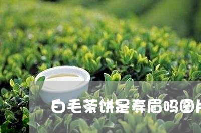 白毛茶饼是寿眉吗图片高清/2023041216269