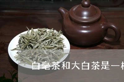 白毫茶和大白茶是一样的吗/2023040903148