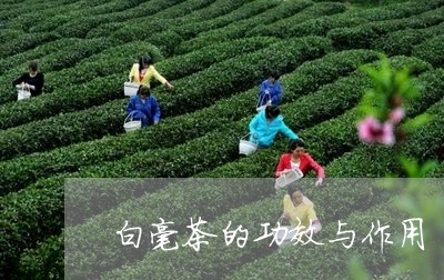 白毫茶的功效与作用/2023041793938