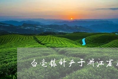 白毫银针产于浙江省东北部/2023040958504