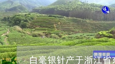 白毫银针产于浙江省东北部/2023041252514