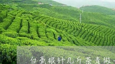 白毫银针几斤茶青做一斤茶/2023040958304