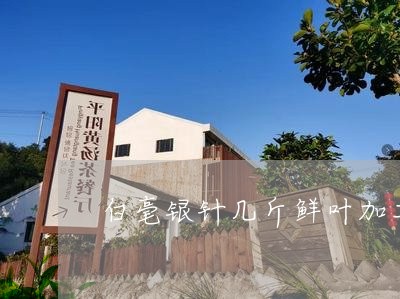 白毫银针几斤鲜叶加工一斤/2023041216303