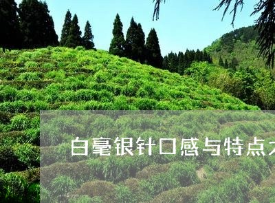 白毫银针口感与特点太姥山/2023040943724