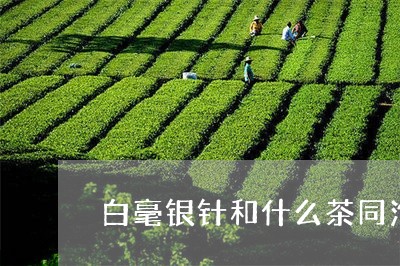 白毫银针和什么茶同泡去寒/2023040939380