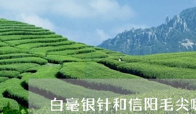 白毫银针和信阳毛尖哪个贵/2023040979472