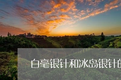 白毫银针和冰岛银针的区别/2023040991615